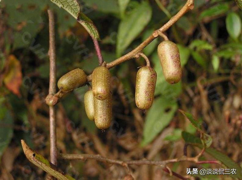 水果奶奶二论坛资料,水果奶奶二论坛资料，传承美食文化，分享健康生活的独特魅力